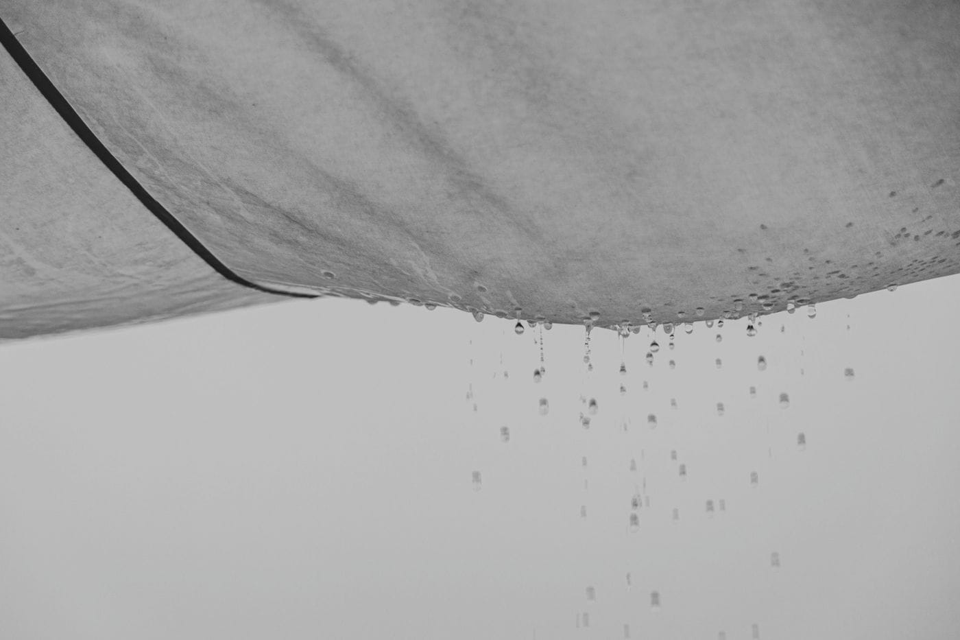 Mold Vs Mildew: The Difference Between Mold And Mildew